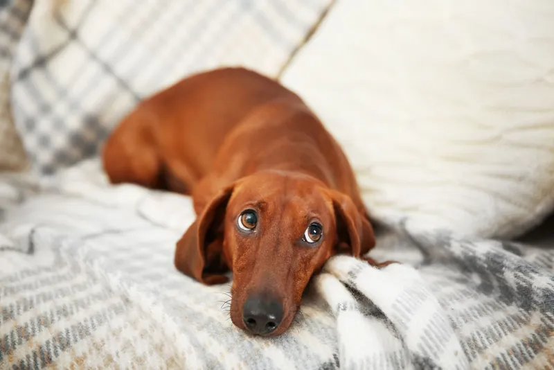 ein niedlicher Bürohund